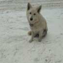 Подробнее об объявлении «Пропала собака кобель Реутов» Фото: пропала собака  «Пропала собака кобель Реутов» в г. Реутов