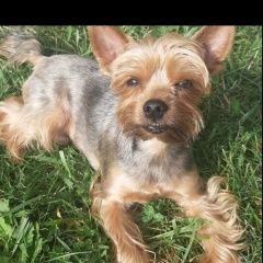 Подробнее об объявлении «Пропала собака кобель прошу вернуть за вознаграждение Ставрополь» Фото: пропала собака Йоркширский терьер «Пропала собака кобель прошу вернуть за...» в г. Ставрополь