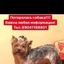 Подробнее об объявлении «Иркутск Пропала собака» Фото: пропала собака Йоркширский терьер «Иркутск Пропала собака» в г. Иркутск