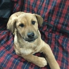 Подробнее об объявлении «Иваново Пропала собака» Фото: пропала собака  «Иваново Пропала собака» в г. Иваново