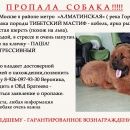 Подробнее об объявлении «Пропала собака кобель тибетский мастиф Москва» Фото: пропала собака Тибетский мастифф «Пропала собака кобель тибетский мастиф Москва» в г. Москва