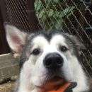 Подробнее об объявлении «Пропала собака кобель аляскинского маламута 8 Королев» Фото: пропала собака Аляскинский маламут «Пропала собака кобель аляскинского маламута 8...» в г. Королев