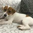 Подробнее об объявлении «Пески (Московская обл.) Пропала собака 01.01.17, д. губастово» Фото: пропала собака Джек рассел терьер «Пески (Московская обл.) Пропала собака...» в г. Пески (Московская обл.)