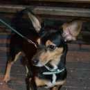 Подробнее об объявлении «Челябинск Пропала собака кобель» Фото: пропала собака  «Челябинск Пропала собака кобель» в г. Челябинск