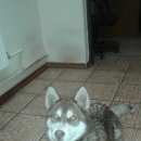 Подробнее об объявлении «Алексин Пропала собака кобель» Фото: пропала собака Сибирская хаски «Алексин Пропала собака кобель» в г. Алексин