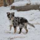 Подробнее об объявлении «Хабаровск Пропала собака шелти» Фото: пропала собака Шелти «Хабаровск Пропала собака шелти» в г. Хабаровск
