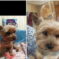 Подробнее об объявлении «Белоярский (Свердловская обл.) Пропала собака кобель ищем» Фото: пропала собака Йоркширский терьер «Белоярский (Свердловская обл.) Пропала собака...» в г. Белоярский (Свердловская обл.)