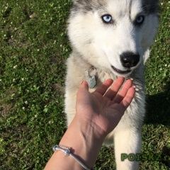 Подробнее об объявлении «Ставрополь Пропала собака» Фото: пропала собака Сибирская хаски «Ставрополь Пропала собака» в г. Ставрополь