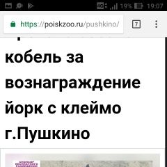 Подробнее об объявлении «Пропала собака кобель Пушкино» Фото: пропала собака Йоркширский терьер «Пропала собака кобель Пушкино» в г. Пушкино