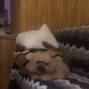 Подробнее об объявлении «Пропала собака кобель   Зеленоград» Фото: пропала собака Пудель «Пропала собака кобель   Зеленоград» в г. Зеленоград