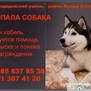 Подробнее об объявлении «Пропала собака кобель Москва» Фото: пропала собака Сибирская хаски «Пропала собака кобель Москва» в г. Москва
