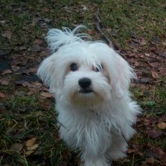 Подробнее об объявлении «Королев Пропала собака кобель щенок мальтийская болонка» Фото: пропала собака Мальтийская болонка «Королев Пропала собака кобель щенок мальтийская...» в г. Королев