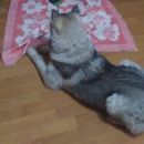 Подробнее об объявлении «Омск Пропала собака кобель хаски» Фото: пропала собака Сибирская хаски «Омск Пропала собака кобель хаски» в г. Омск