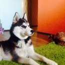 Подробнее об объявлении «Бердск Пропала собака кобель» Фото: пропала собака Сибирская хаски «Бердск Пропала собака кобель» в г. Бердск