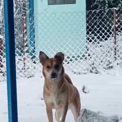 Подробнее об объявлении «Пропала собака помогите пожалуйста Новороссийск» Фото: пропала собака  «Пропала собака помогите пожалуйста Новороссийск» в г. Новороссийск
