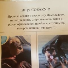 Подробнее об объявлении «Пропала собака Москва» Фото: пропала собака  «Пропала собака Москва» в г. Москва