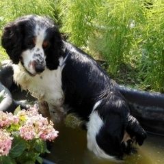 Подробнее об объявлении «Иваново Пропала собака кобель» Фото: пропала собака Русский охотничий спаниель «Иваново Пропала собака кобель» в г. Иваново