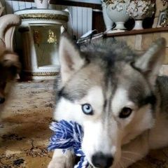 Подробнее об объявлении «Подольск Пропала собака хаски чарлина» Фото: пропала собака Сибирская хаски «Подольск Пропала собака хаски чарлина» в г. Подольск