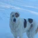 Подробнее об объявлении «Пропала собака кобель азиат Нижний Новгород» Фото: пропала собака Среднеазиатская овчарка «Пропала собака кобель азиат Нижний Новгород» в г. Нижний Новгород