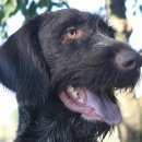 Подробнее об объявлении «Пропала собака кобель Симферополь» Фото: пропала собака Дратхаар «Пропала собака кобель Симферополь» в г. Симферополь