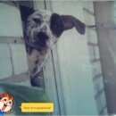 Подробнее об объявлении «Пропала собака кобель где та на ул жукава Нижний Новгород» Фото: пропала собака  «Пропала собака кобель где та на ул жукава...» в г. Нижний Новгород