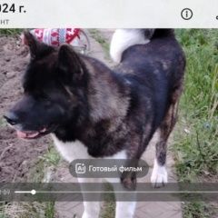 Подробнее об объявлении «Электроугли Пропала собака кобель вознаграждение» Фото: пропала собака  «Электроугли Пропала собака кобель вознаграждение» в г. Электроугли