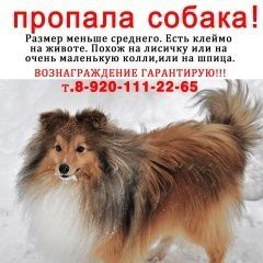 Подробнее об объявлении «Пропала собака кобель Выкса» Фото: пропала собака Шелти «Пропала собака кобель Выкса» в г. Выкса