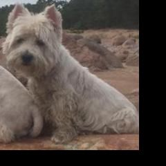Подробнее об объявлении «Пропала собака помогите Санкт-Петербург» Фото: пропала собака Вест хайленд уайт терьер «Пропала собака помогите Санкт-Петербург» в г. Санкт-Петербург