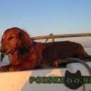 Подробнее об объявлении «Дубна Пропала собака такса» Фото: пропала собака Такса «Дубна Пропала собака такса» в г. Дубна