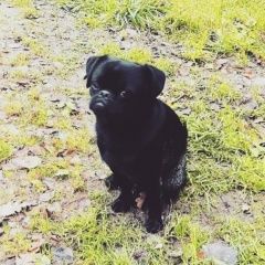 Подробнее об объявлении «Пропала собака кобель внимание поиск продолжается Дмитров» Фото: пропала собака Пти-брабансон «Пропала собака кобель внимание поиск...» в г. Дмитров