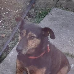 Подробнее об объявлении «Пропала собака Симферополь» Фото: пропала собака  «Пропала собака Симферополь» в г. Симферополь