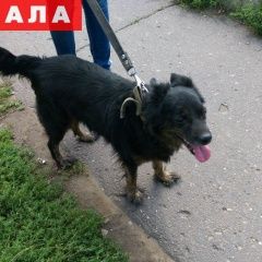 Подробнее об объявлении «Пропала собака Москва» Фото: пропала собака  «Пропала собака Москва» в г. Москва