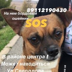 Подробнее об объявлении «Пропала собака кобель Уфа» Фото: пропала собака  «Пропала собака кобель Уфа» в г. Уфа