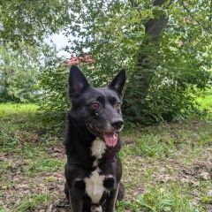 Подробнее об объявлении «Ишимбай Пропала собака кобель» Фото: пропала собака  «Ишимбай Пропала собака кобель» в г. Ишимбай