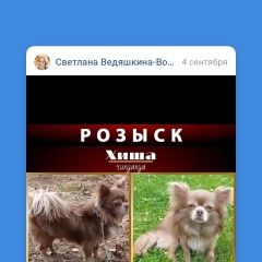 Подробнее об объявлении «Пропала собака кобель чихуахуа Истра» Фото: пропала собака Чихуахуа «Пропала собака кобель чихуахуа Истра» в г. Истра