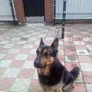 Подробнее об объявлении «Пропала собака кобель украдена Орехово-Зуево» Фото: пропала собака Немецкая овчарка «Пропала собака кобель украдена Орехово-Зуево» в г. Орехово-Зуево