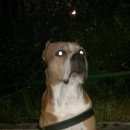 Подробнее об объявлении «Пропала собака кобель Харьков» Фото: пропала собака Американский стаффордширский терьер «Пропала собака кобель Харьков» в г. Харьков