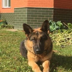 Подробнее об объявлении «Пропала собака кобель Зеленоград» Фото: пропала собака Немецкая овчарка «Пропала собака кобель Зеленоград» в г. Зеленоград