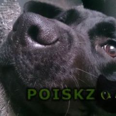 Подробнее об объявлении «Пропала собака кобель Екатеринбург» Фото: пропала собака Лабрадор ретривер «Пропала собака кобель Екатеринбург» в г. Екатеринбург