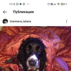 Подробнее об объявлении «Анапа Пропала собака» Фото: пропала собака Русский охотничий спаниель «Анапа Пропала собака» в г. Анапа