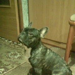 Подробнее об объявлении «Санкт-Петербург Пропала собака кобель» Фото: пропала собака Французский бульдог «Санкт-Петербург Пропала собака кобель» в г. Санкт-Петербург