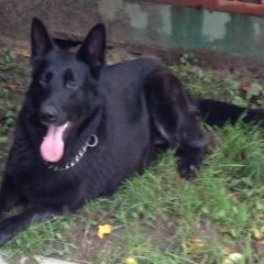 Подробнее об объявлении «Балашиха Пропала собака черная немецкая овчарка» Фото: пропала собака Немецкая овчарка «Балашиха Пропала собака черная немецкая овчарка» в г. Балашиха