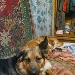 Подробнее об объявлении «Пропала собака Ангарск» Фото: пропала собака  «Пропала собака Ангарск» в г. Ангарск