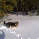 Подробнее об объявлении «Белоярский (Свердловская обл.) Пропала собака кобель» Фото: пропала собака  «Белоярский (Свердловская обл.) Пропала собака...» в г. Белоярский (Свердловская обл.)