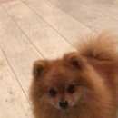 Подробнее об объявлении «Адлер Пропала собака кобель» Фото: пропала собака Померанский шпиц «Адлер Пропала собака кобель» в г. Адлер