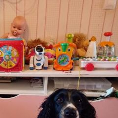 Подробнее об объявлении «Анапа Пропала собака русский спаниель» Фото: пропала собака Русский охотничий спаниель «Анапа Пропала собака русский спаниель» в г. Анапа