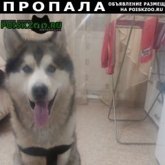 Подробнее об объявлении «Красноярск Пропала собака» Фото: пропала собака Аляскинский маламут «Красноярск Пропала собака» в г. Красноярск