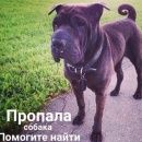 Подробнее об объявлении «Пропала собака Москва» Фото: пропала собака Шар-пей «Пропала собака Москва» в г. Москва