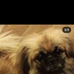 Подробнее об объявлении «Анапа Пропала собака кобель пекинес, мальчик» Фото: пропала собака Пекинес «Анапа Пропала собака кобель пекинес, мальчик» в г. Анапа