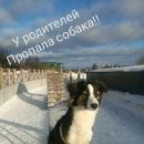 Подробнее об объявлении «Пропала собака 30.10 митино, в шлейке и ошейнике Москва» Фото: пропала собака  «Пропала собака 30.10 митино, в шлейке и...» в г. Москва